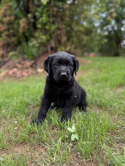 Labrador-štěňátka - 3