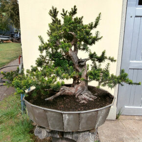 Bonsaj - Tis červený, Taxus baccata - 3