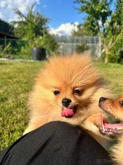 Pomeranian s PP,Chovatelská stanica Nucháčik poms - 3