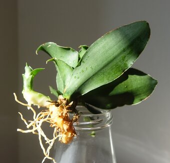 Tchynin jazyk, Sansevieria, cv. Star Rose - 3