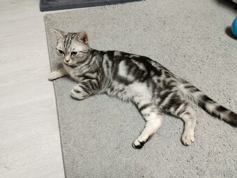 Nabizim britska whiskas kotatka bez PP - 3