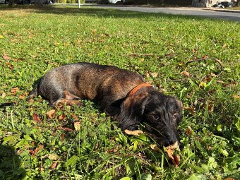 Jezevčík drsnosrstý standard - 3