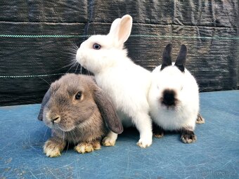 Zakrslý králík - hermelín modrooký - 3