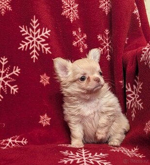 Čivava dlouhosrstá s PP- pejsci - 3