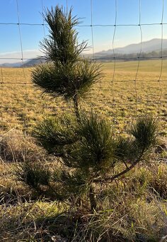 Sibiřský Cedr / Pinus Sibirica - 3