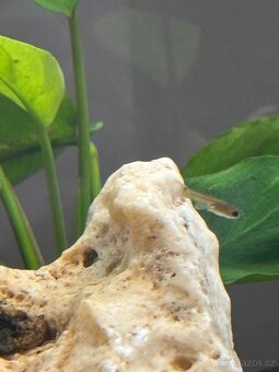 Betta crowntail - 3
