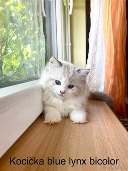 Ragdoll s PP - 3