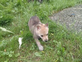 Československý vlčák – štěňata na prodej 🐺 - 3