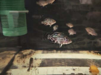 Vrubozubec paví - 3