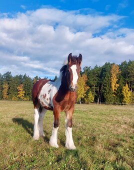 Hřebeček Irish cob / Irský cob - STRACHOVICE Lord Dylan - 3