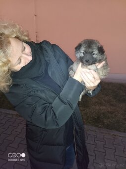 Štěňata - Německý špic vlčí - 3