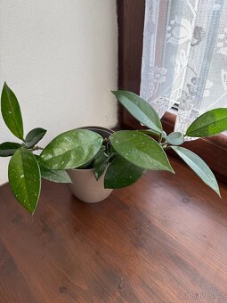 Voskovka - hoya - 3