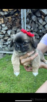 Trpaslíči Pekinézer - 3