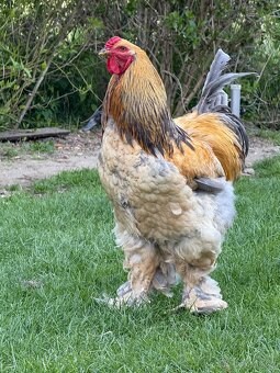 Brahmanky - 3