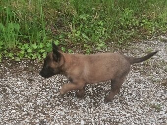 Belgický ovčák-malinois - 3