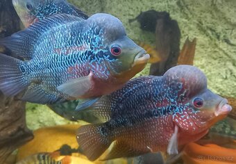 Flowerhorn - 3