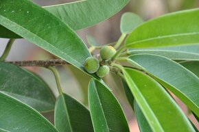 Ficus Maclellandii 'Alii - 3
