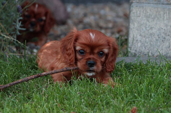 Kavalír king charles španěl s pp - 3