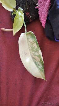 Philodendron Florida beauty - 3