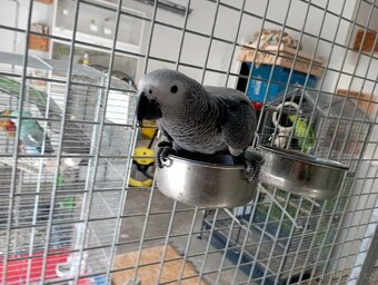 Žako Kongo ručně dokrmení již k odběru Brno - 3