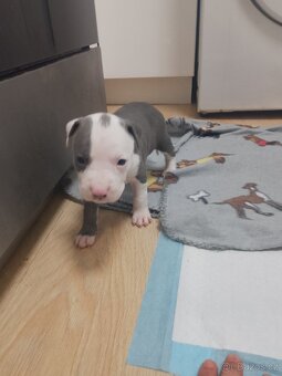 Americký staford - 3