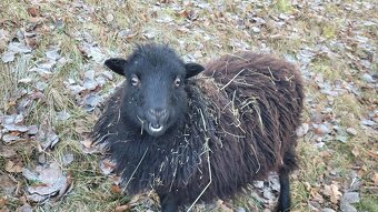 Ovečka quessant - 3