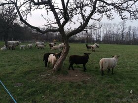 Jehňata ,ovce prodej - 3