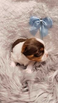 Yorkshire Terrier Biewer,Biro a Black and tan - 3