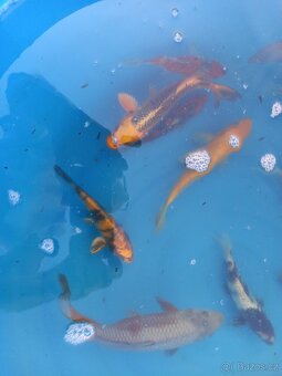KOI KAPR. - 3
