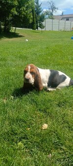 Basset hound - fenka s PP - 3