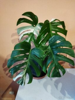 Monstera deliciosa variegata - 3