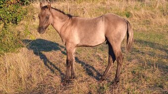 QH klisna grullo-rezervace - 3