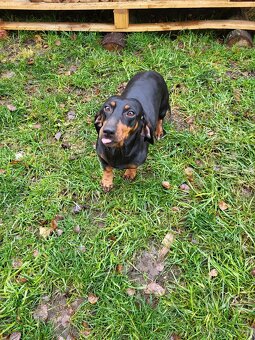 Jezevčík standard hladkosrstý fena - 3