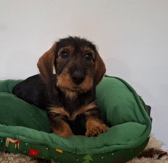 Jezevčík drsnosrstý standard - 3