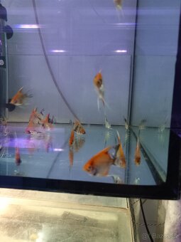 Skaláry red devil - 3