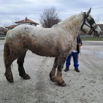 chladnokrvná kobyla na predaj - 3