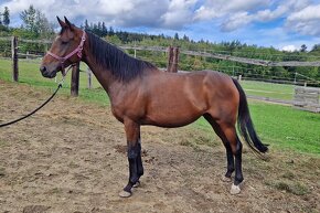 sedmiletá klisna - 3