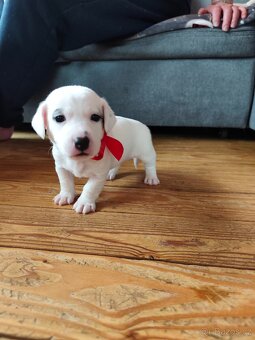 Štěňátka Jack Russell teriér - 3