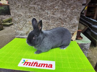 Vídeňský modrý (Vm) - 3