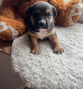 Štěňata bordel kolie - 3