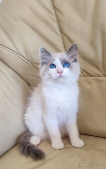 Ragdoll Blue bicolor - 3