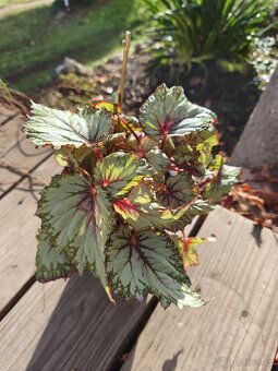 Pokojové rostliny + zdarma Aloe Vera - 3