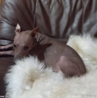 Americký bezsrstý teriér s PP. - 3