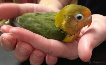 Agapornis ručně dokrmený - 3