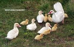 Kachna pižmová prodej - 3