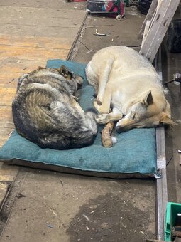 Československý vlčák štěňata - 3