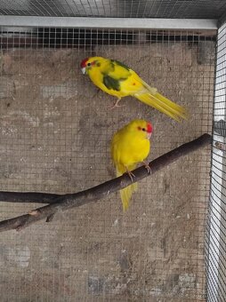 Kakariki Rudočely pár - 3