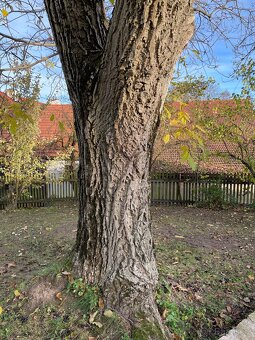 Ořechové dřevo - 3