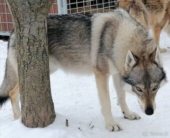 Československý vlčák s PP - 3