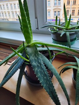 Pokojové květiny - 3